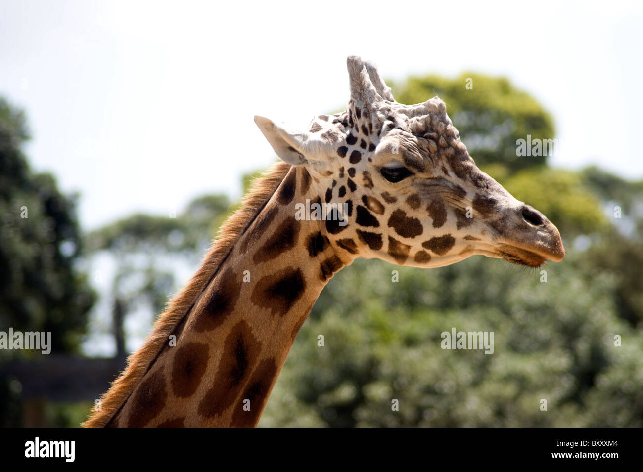 Giraffe head and neck at Auckland zoo Stock Photo