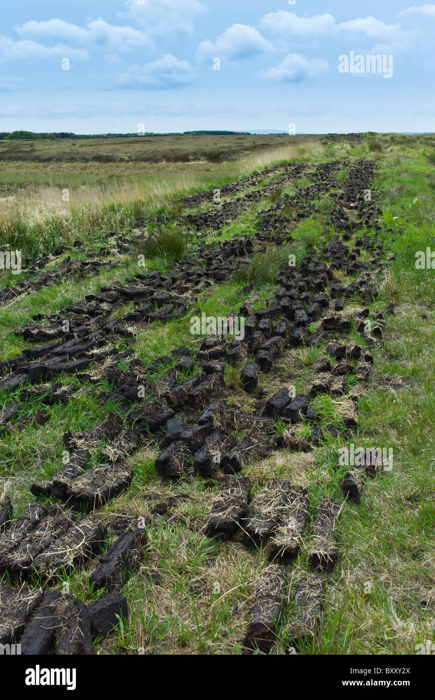 Turf laid out to dry at Mountrivers peat bog, County Clare, West of Ireland Stock Photo