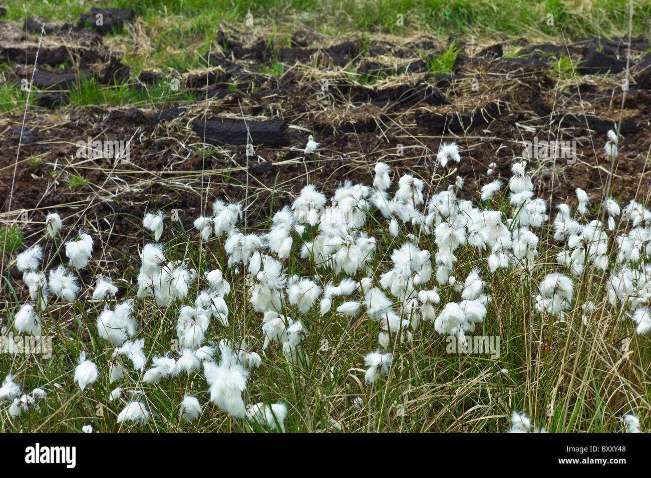 Bog cotton, cottongrass Eriophorum Angustifolium, and turf at Mountrivers peat bog, County Clare, West of Ireland Stock Photo