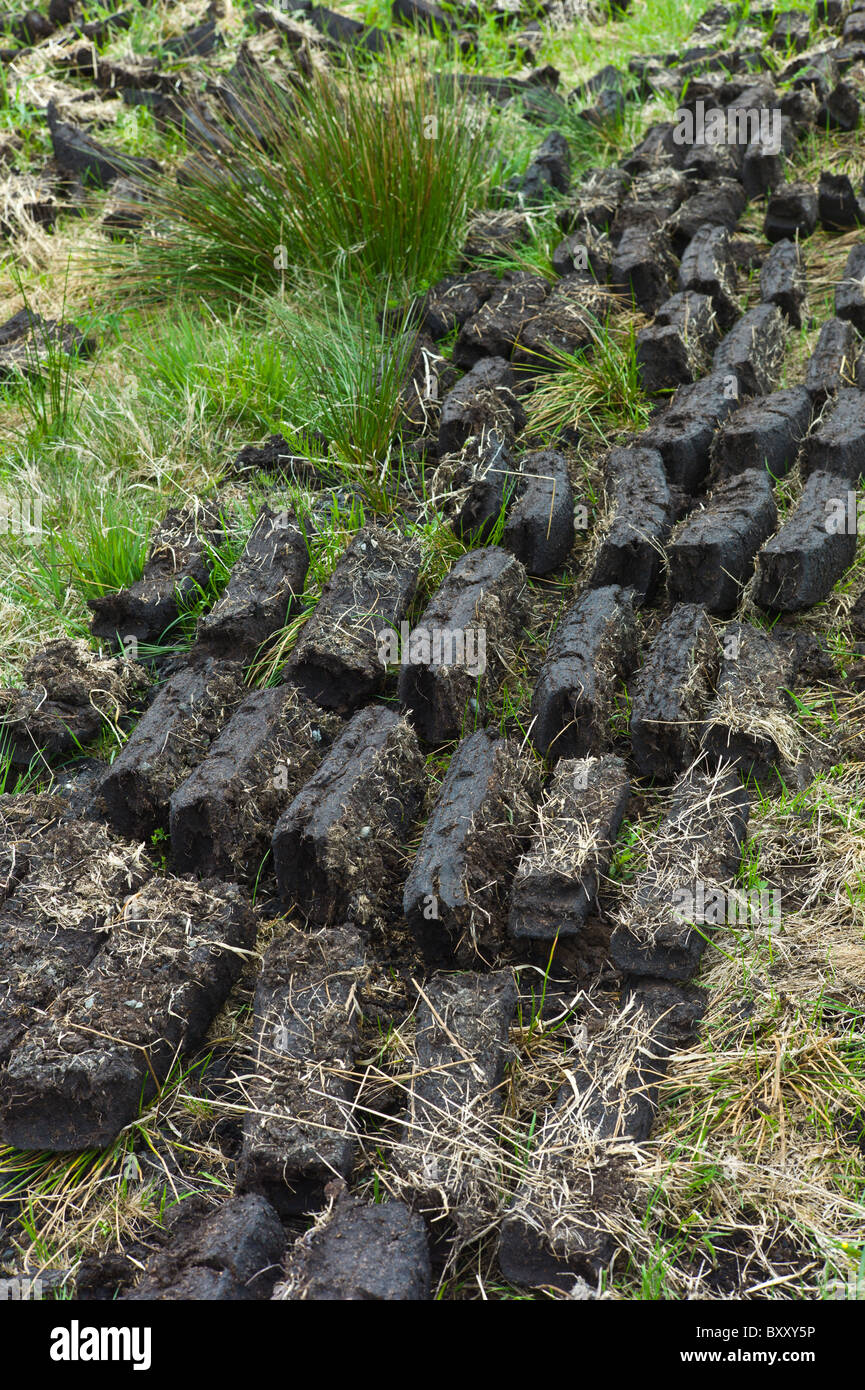 Turf laid out to dry at Mountrivers peat bog, County Clare, West of Ireland Stock Photo