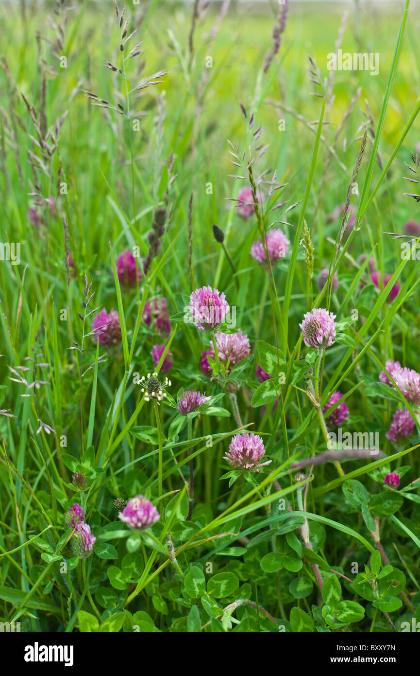 Clover and grasses at Mountrivers peat bog, County Clare, West of