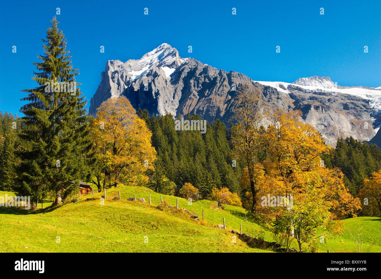 Alpine pastures in front of Wetterhorn- Swiss Alps, Grindelwald, Switzerland Stock Photo