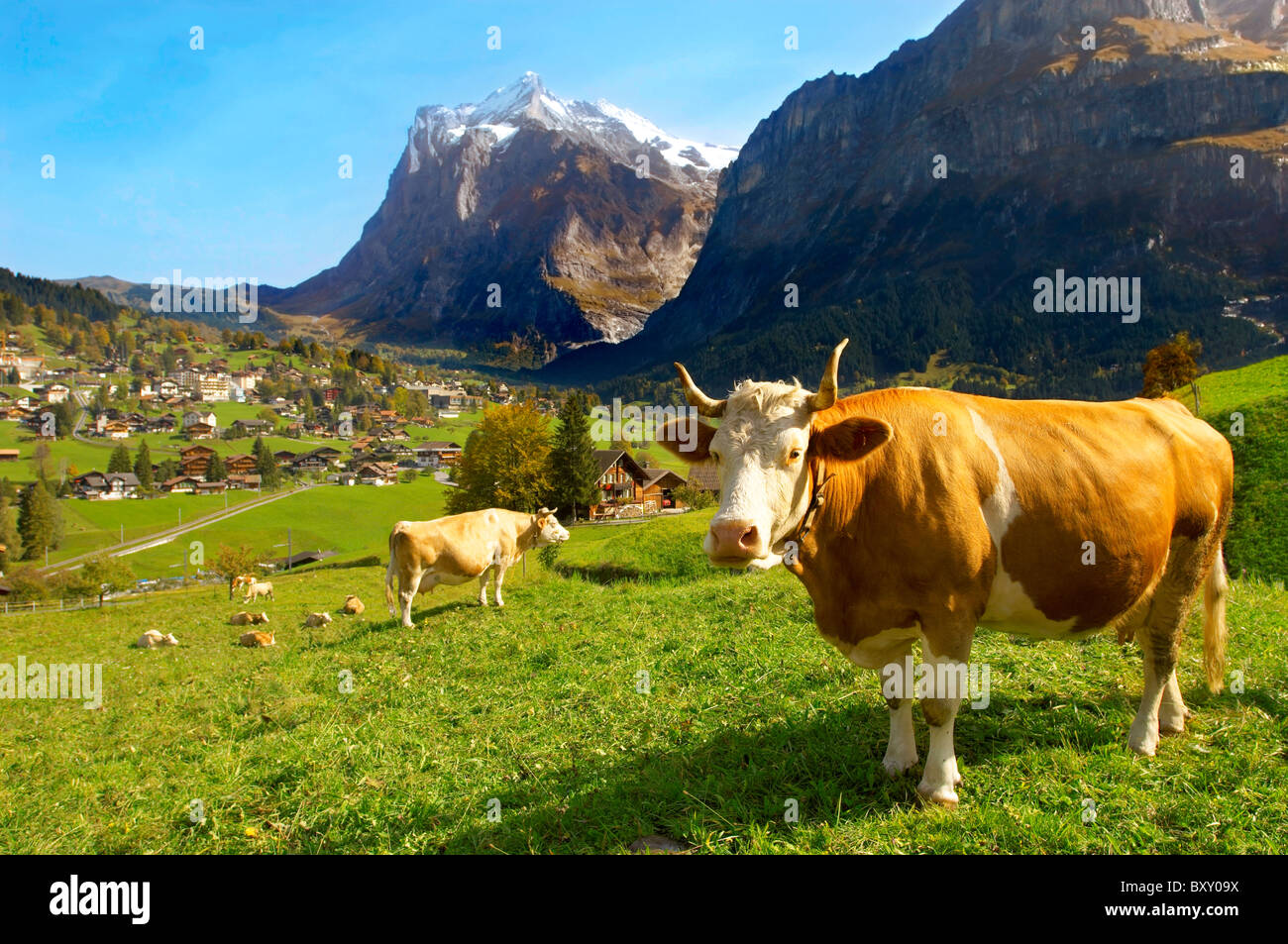 Alpine cow in a high alps meadow with a view of mountain peaks behind near Grindelwald Stock Photo