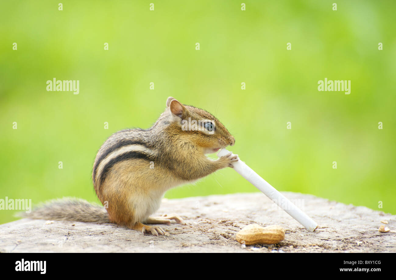 Chipmunk with a cigarette. Stock Photo