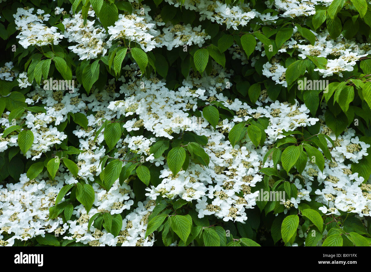 White lacecap hydrangea in a garden in County Cork, Ireland Stock Photo