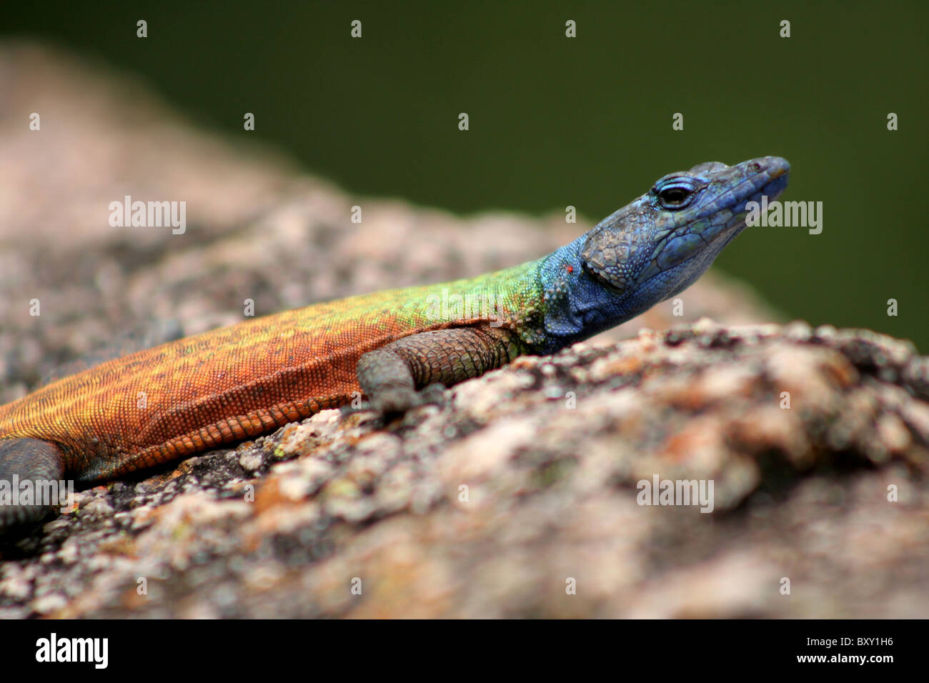 Rainbow Lizard Stock Photo