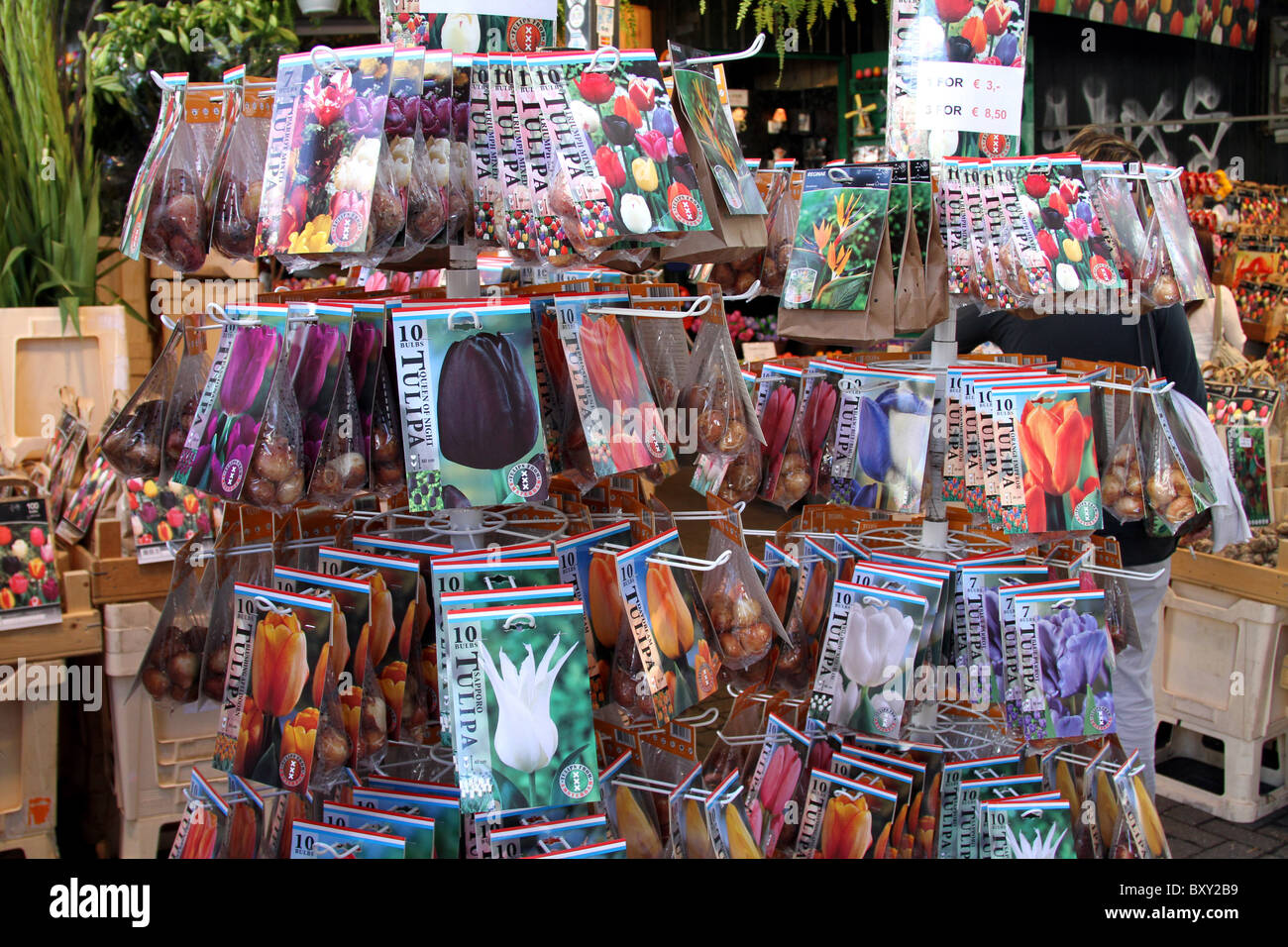 Tulip bulbs for sale in the Bloemenmarkt, flower market in Amsterdam