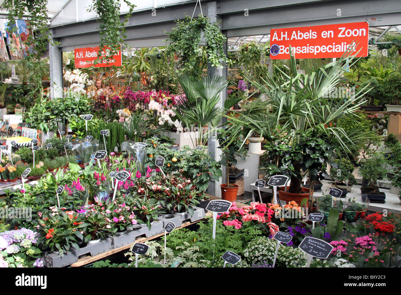 The Bloemenmarkt, flower market in Amsterdam, Holland Stock Photo Alamy