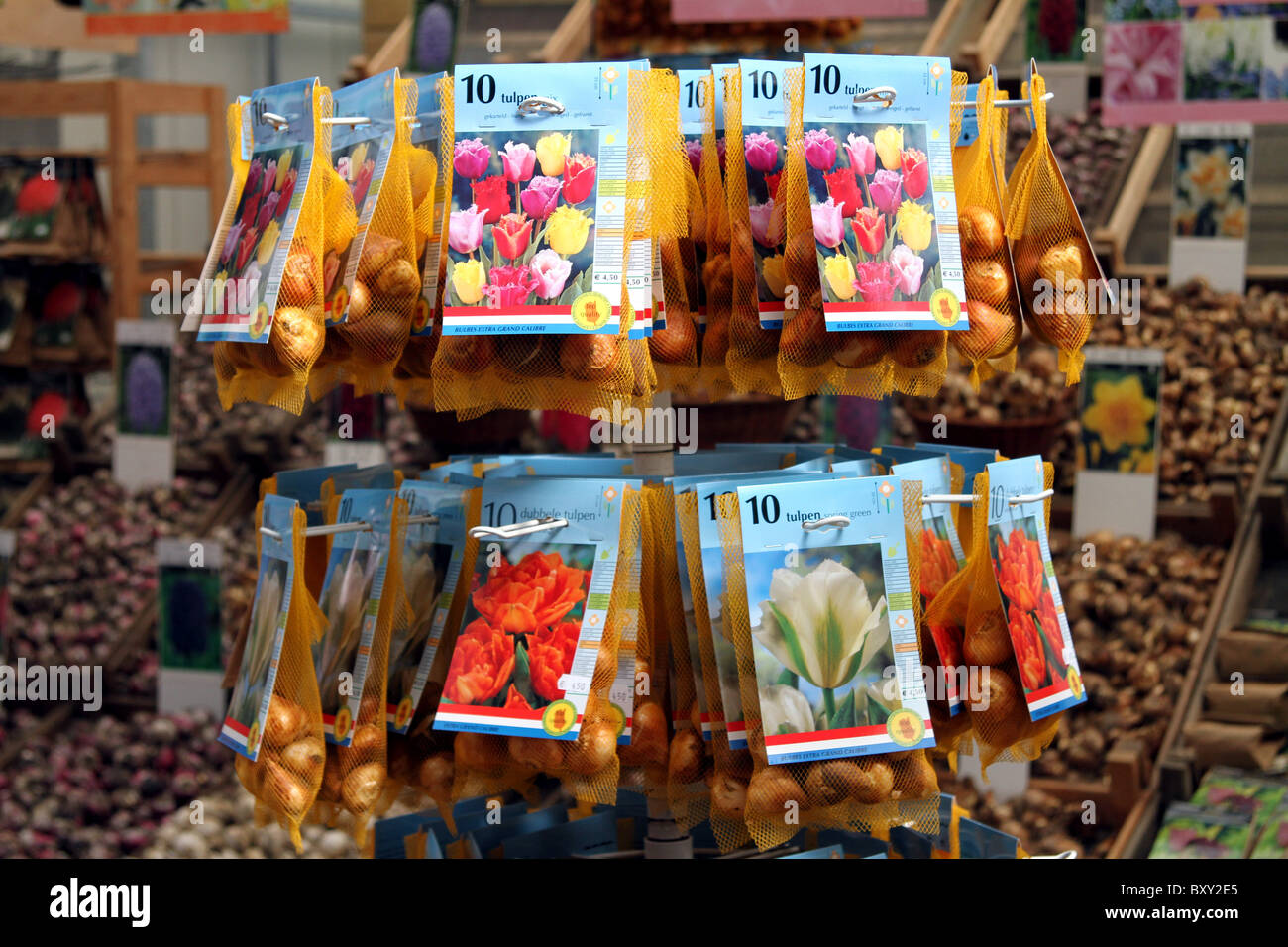 Tulip bulbs for sale in the Bloemenmarkt, flower market in Amsterdam