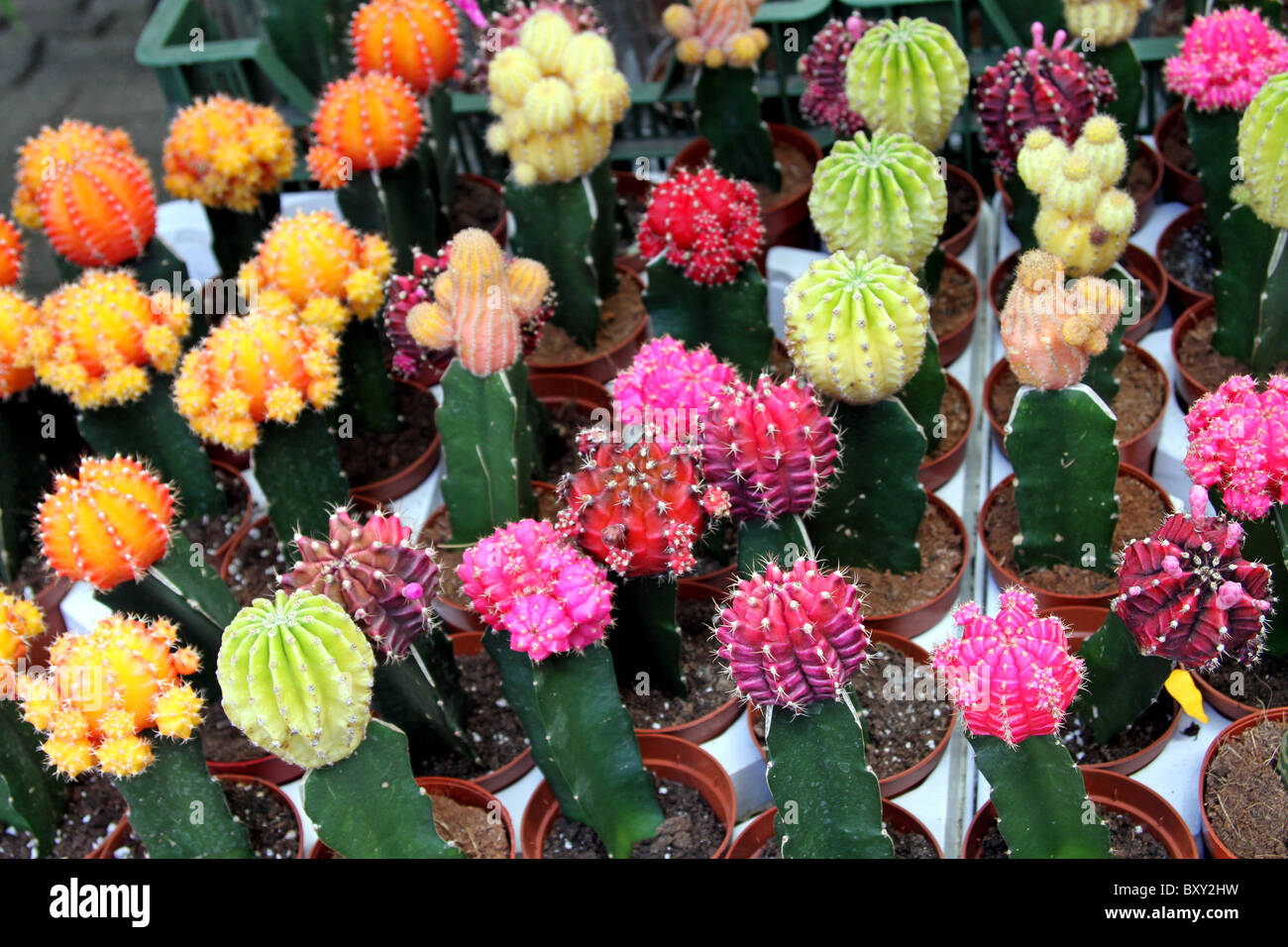 Multi-coloured flowering cacti in Amsterdam, Holland Stock Photo
