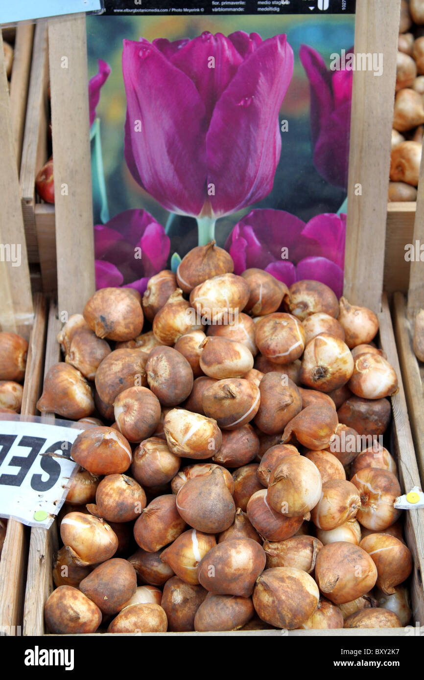 Tulip bulbs for sale in the Bloemenmarkt, flower market in Amsterdam