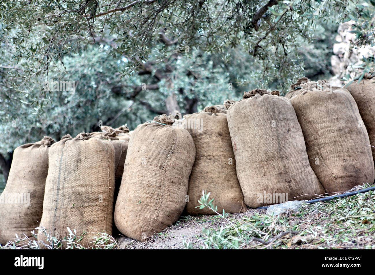 Sacks of olives hires stock photography and images Alamy