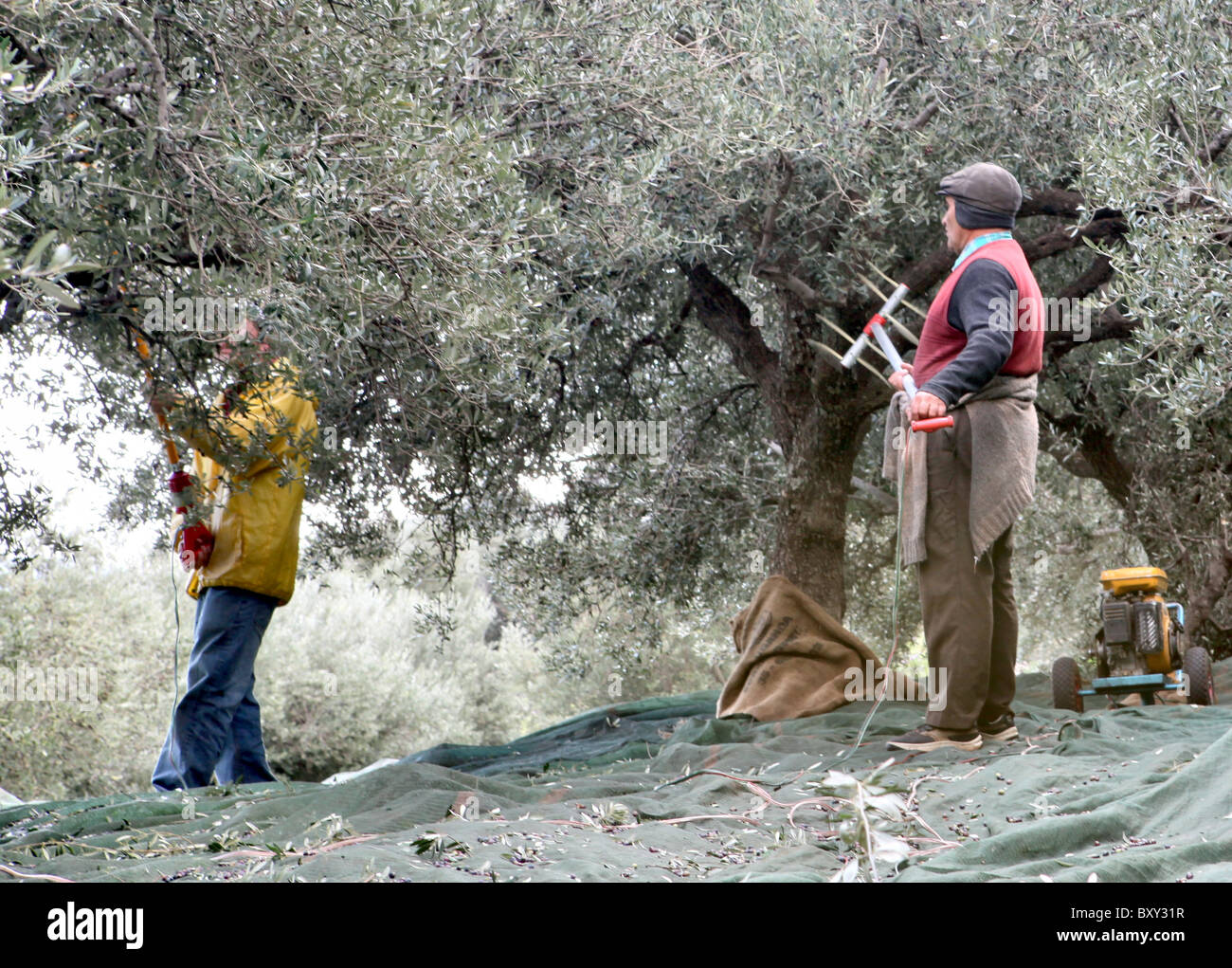 Olive harvesting Stock Photo Alamy