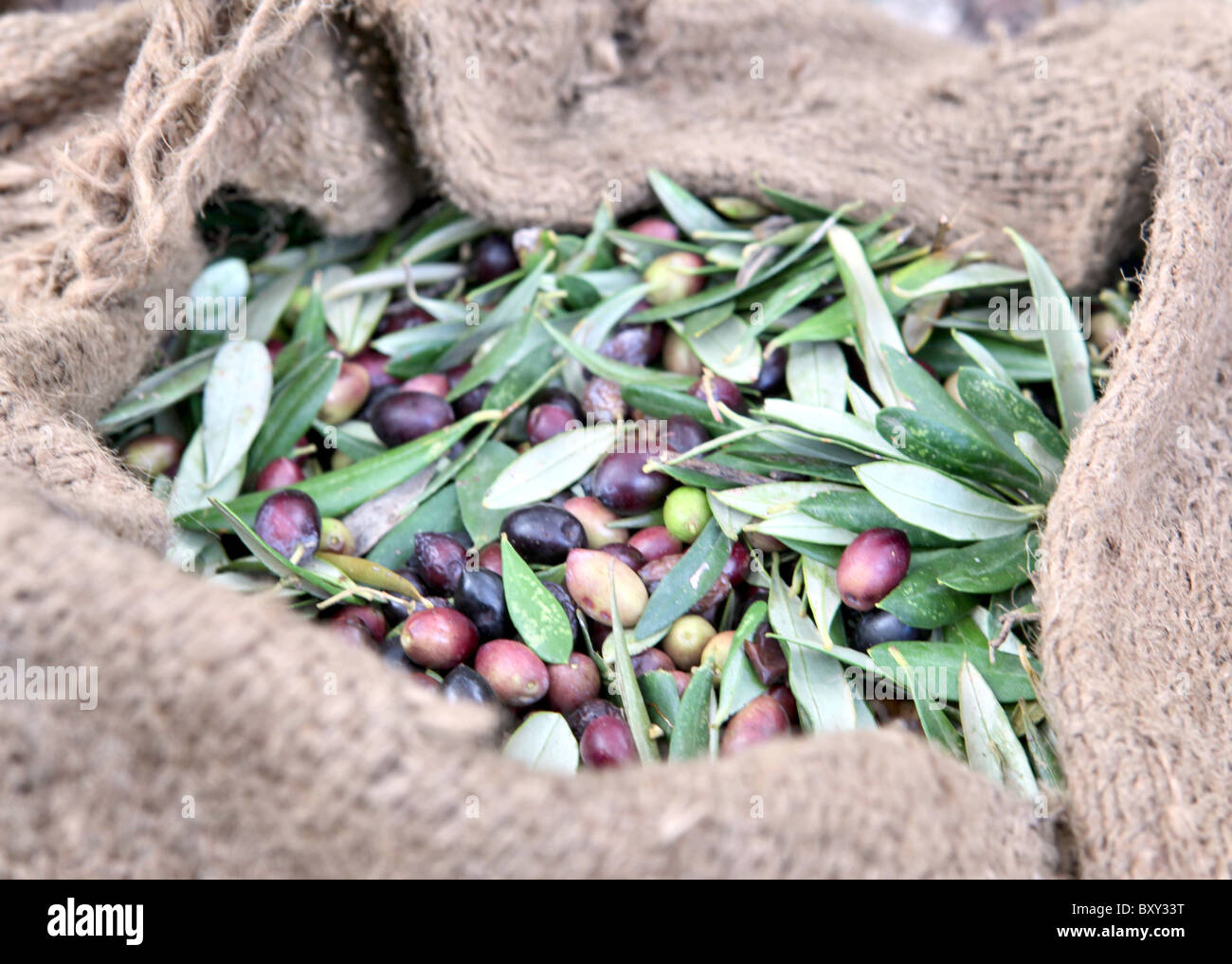 sack of olives Stock Photo Alamy
