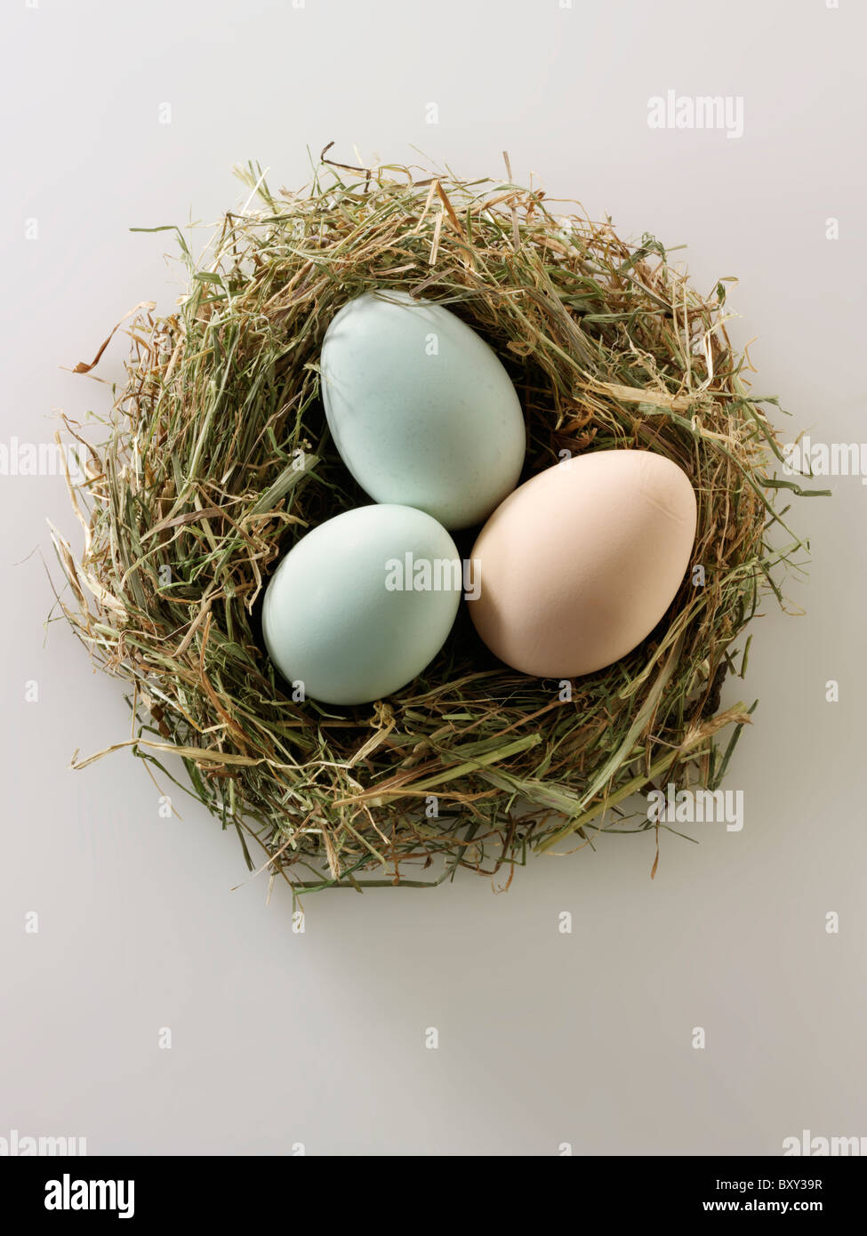 Cotswold Legbar organic free range chicken eggs in a nest Stock Photo