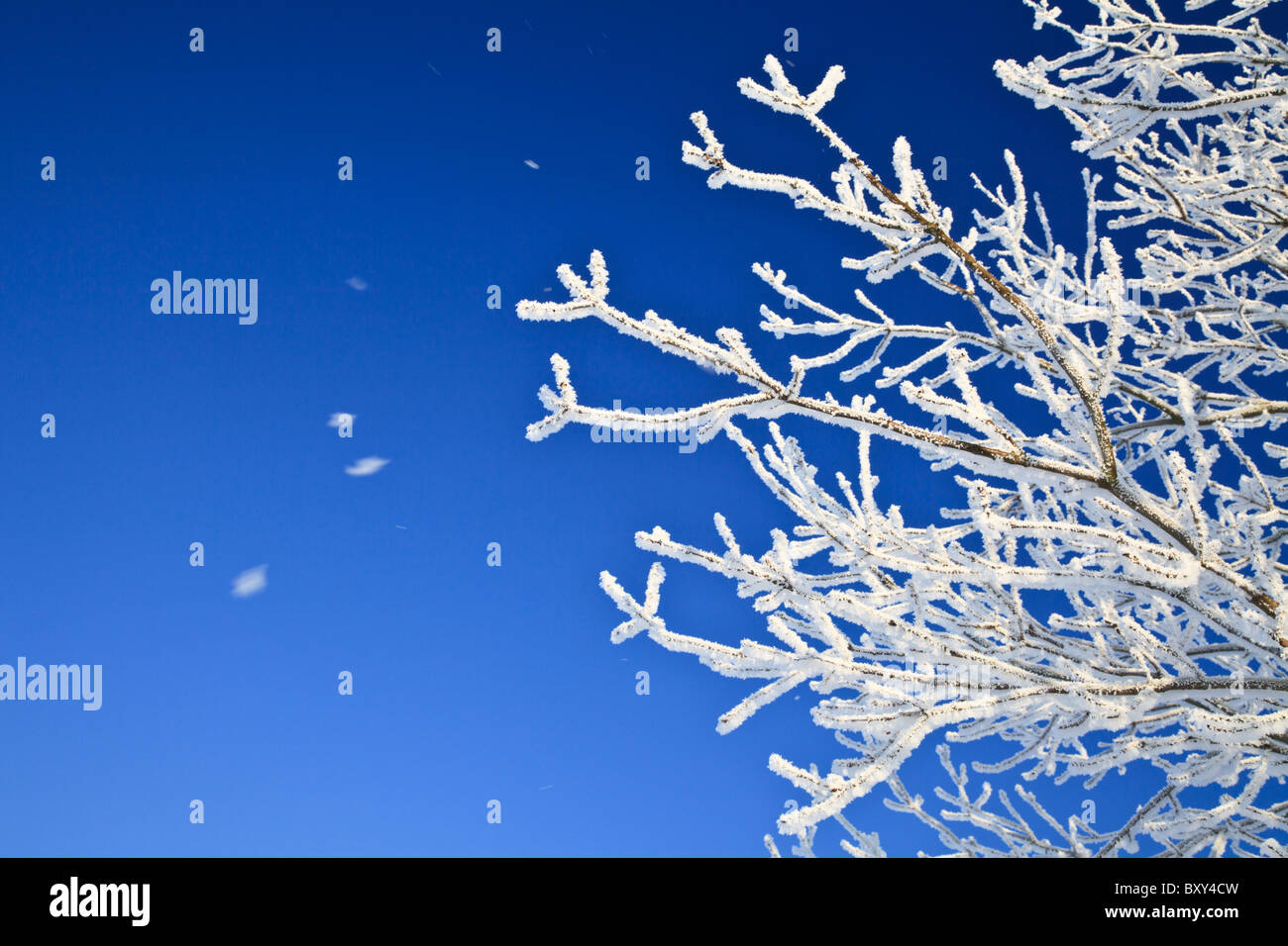 Snow falling from trees covered in a Hoar frost Stock Photo - Alamy