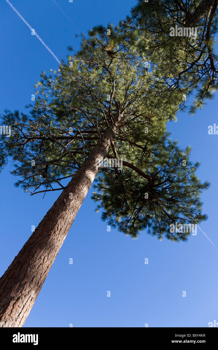 Ponderosa pine Stock Photo