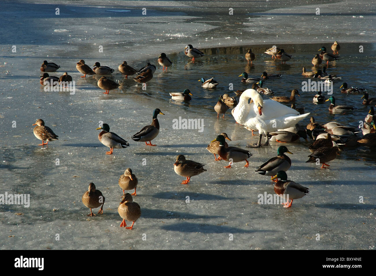 wildfowl on the frozen Grand Union Canal, Foxton, Leicestershire, England, UK Stock Photo