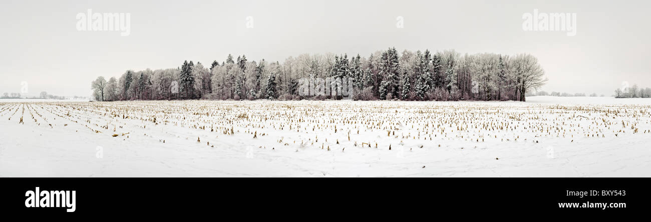 Winter forest, Mühlenbeck, Mecklenburg-West Pomerania, Germany Stock Photo