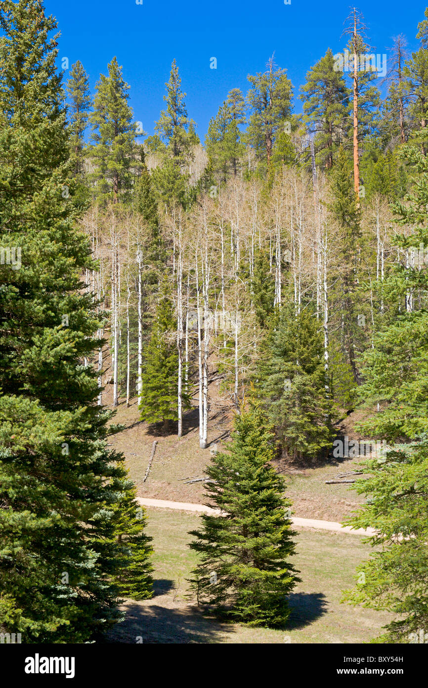 Aspen and pine forest Stock Photo