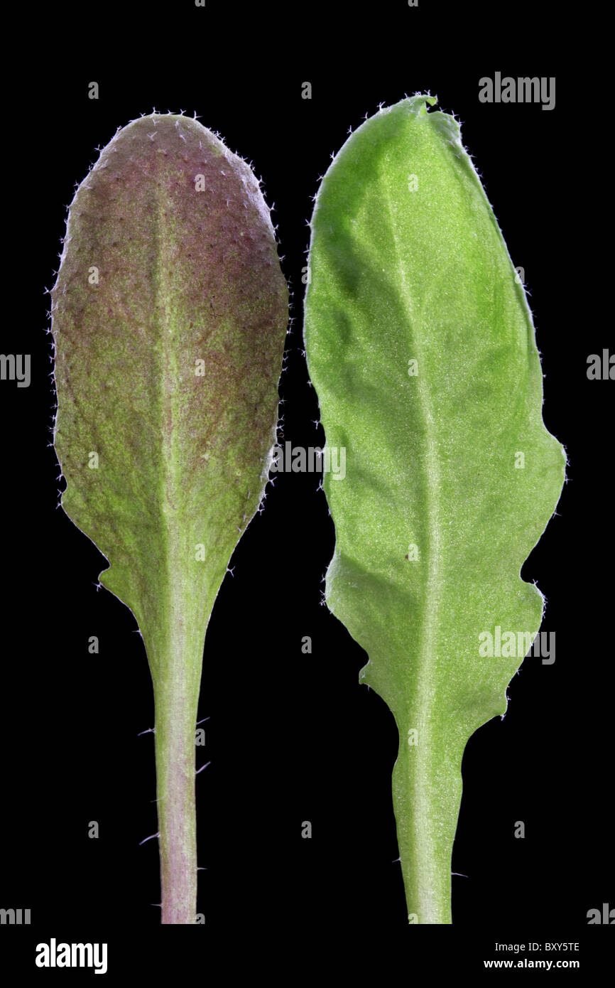 Arabidopsis leaves, one with anthocyanins. Stock Photo