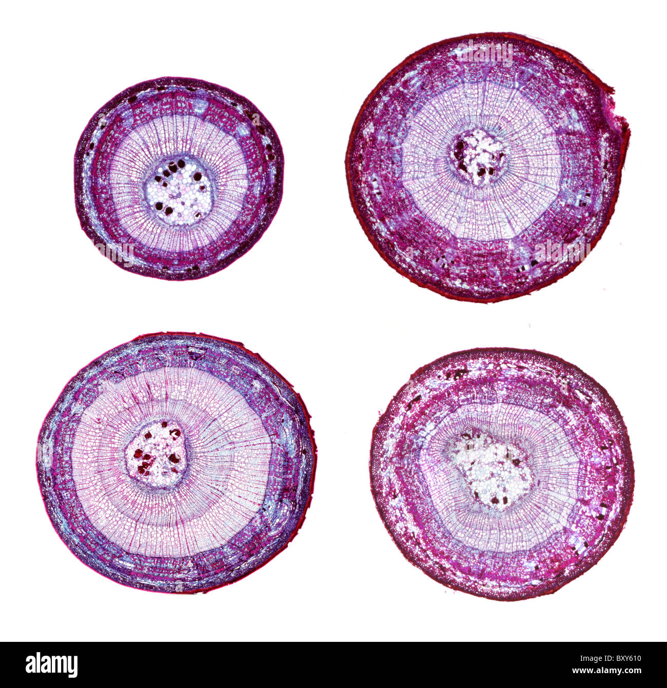 Light micrographs of basswood (Tilia americana) stems in cross section. One-year through three-year specimens. Stock Photo