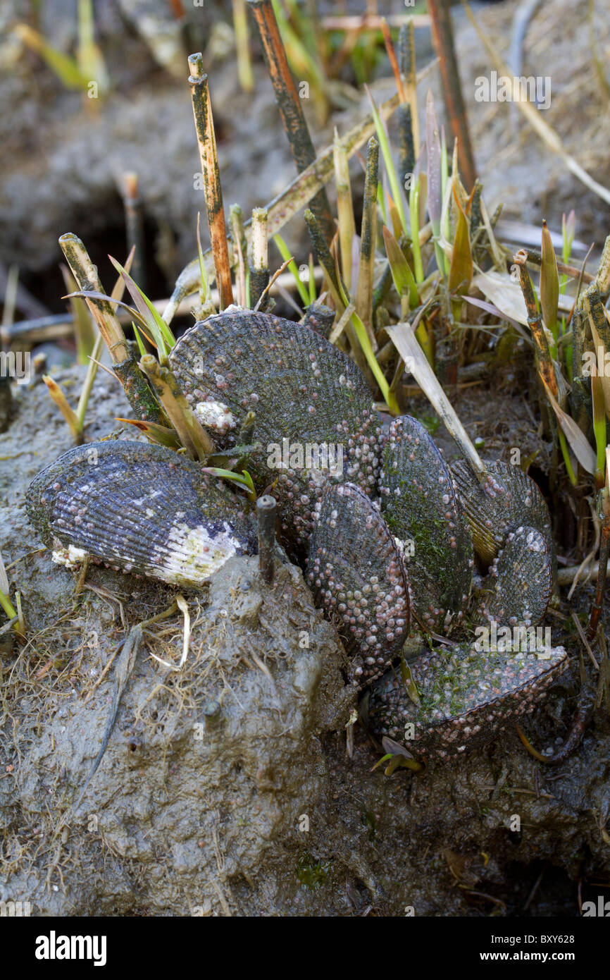Ribbed Mussels (Geukensia demissa) with young and mature barnacles (Semibalanus balanoides) in a salt marsh. Stock Photo