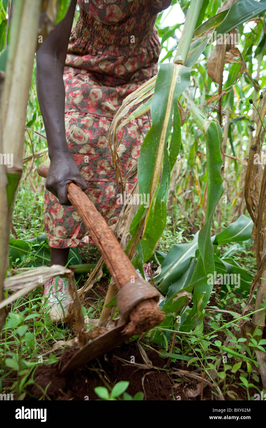 Ruthie Silondi, (40) harvesting in her corn field - Webuye District, Western Kenya. Stock Photo