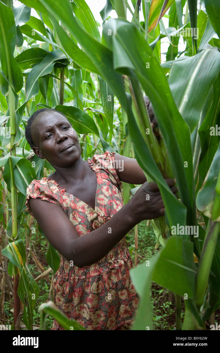 Harvesting corn africa hires stock photography and images Alamy