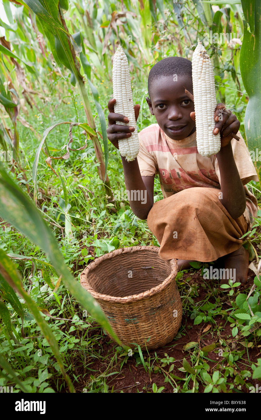 Seven ears of corn hires stock photography and images Alamy