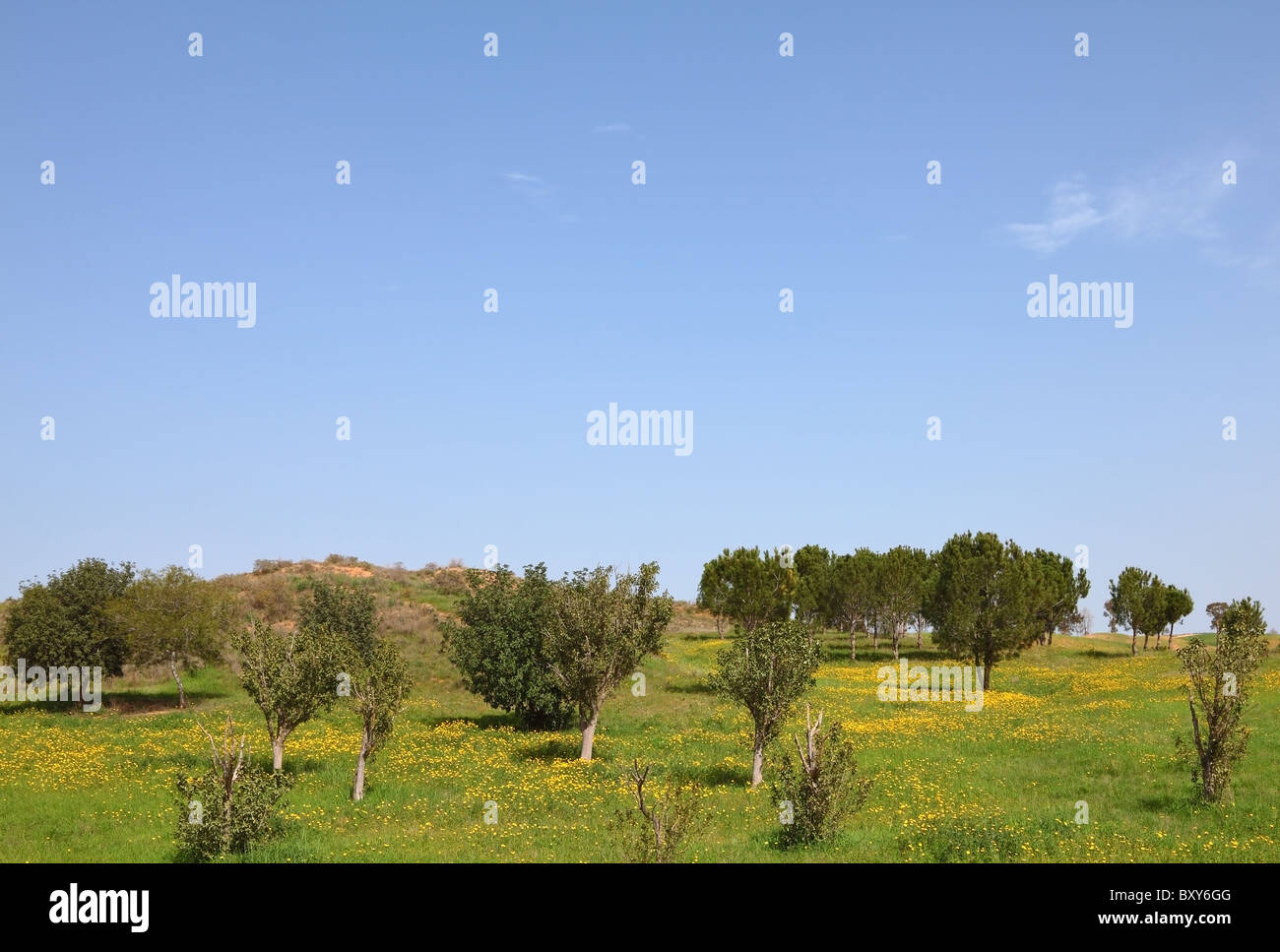 Tree horizon field fields hi-res stock photography and images - Alamy