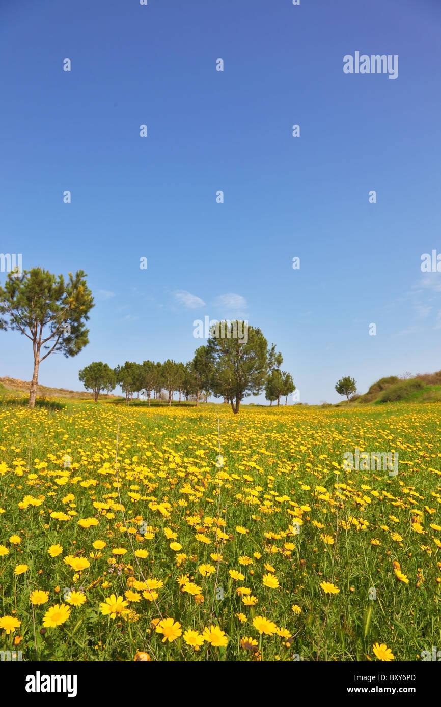 Early spring in fields in southern Israel. Soft green grass, blooming daisies and clear air Stock Photo