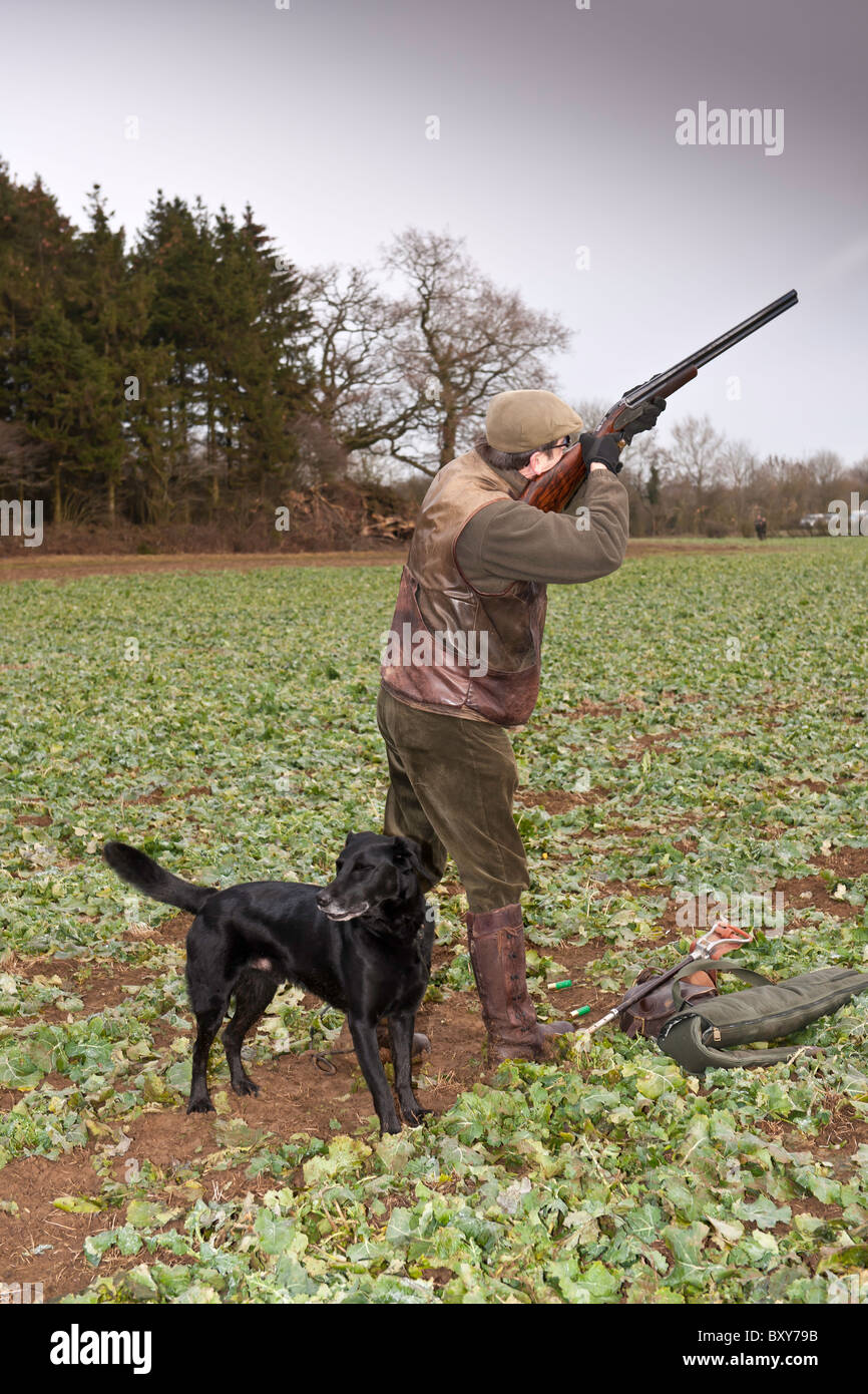 Pheasant Shooting Stock Photos & Pheasant Shooting Stock Images Alamy