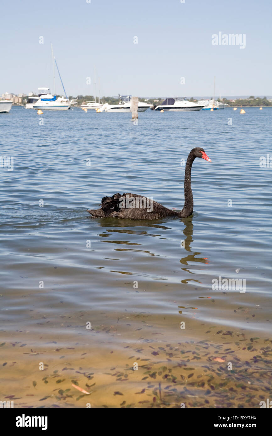 An iconic Western Australian black swan swimming along on Matilda Bay, Perth. Western Australia Stock Photo