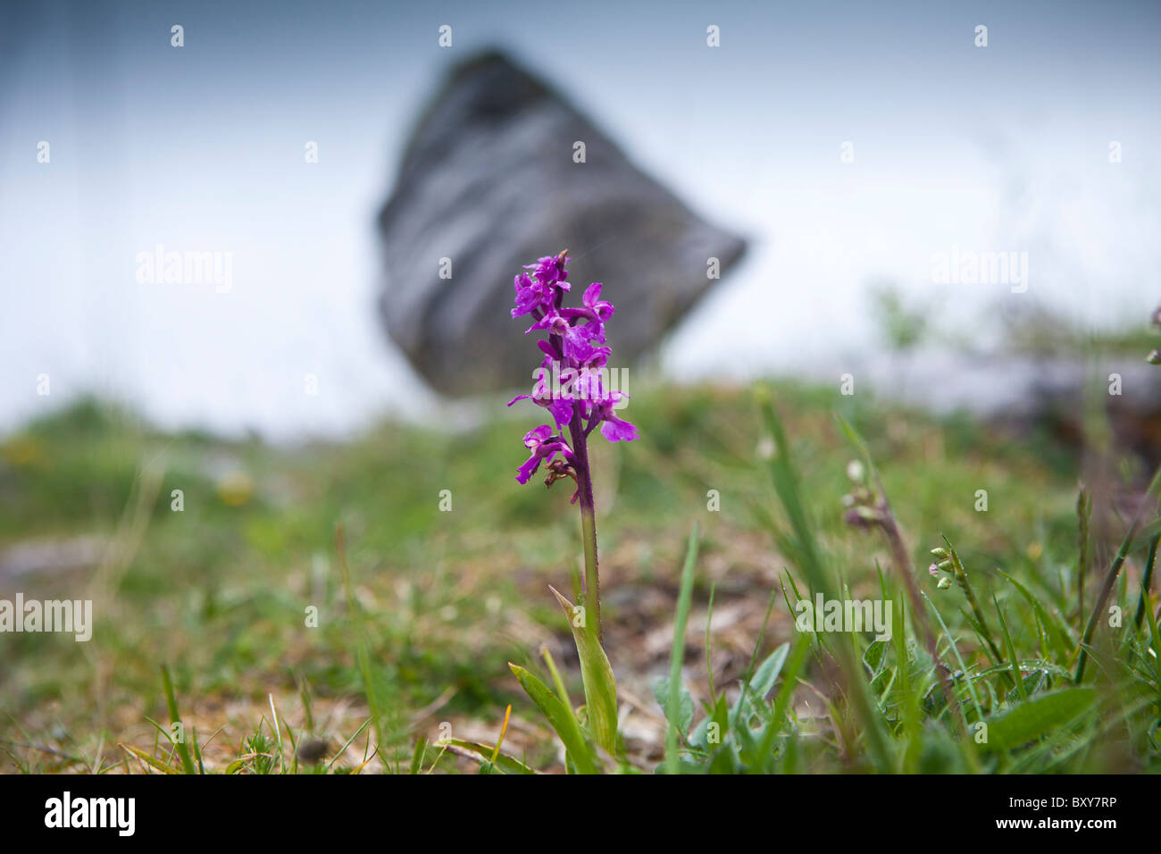 Native wild flora Fragrant Orchid flower, Gymnadenea conopsea, Orchidaceae, and boulder The Burren, County Clare, Ireland Stock Photo