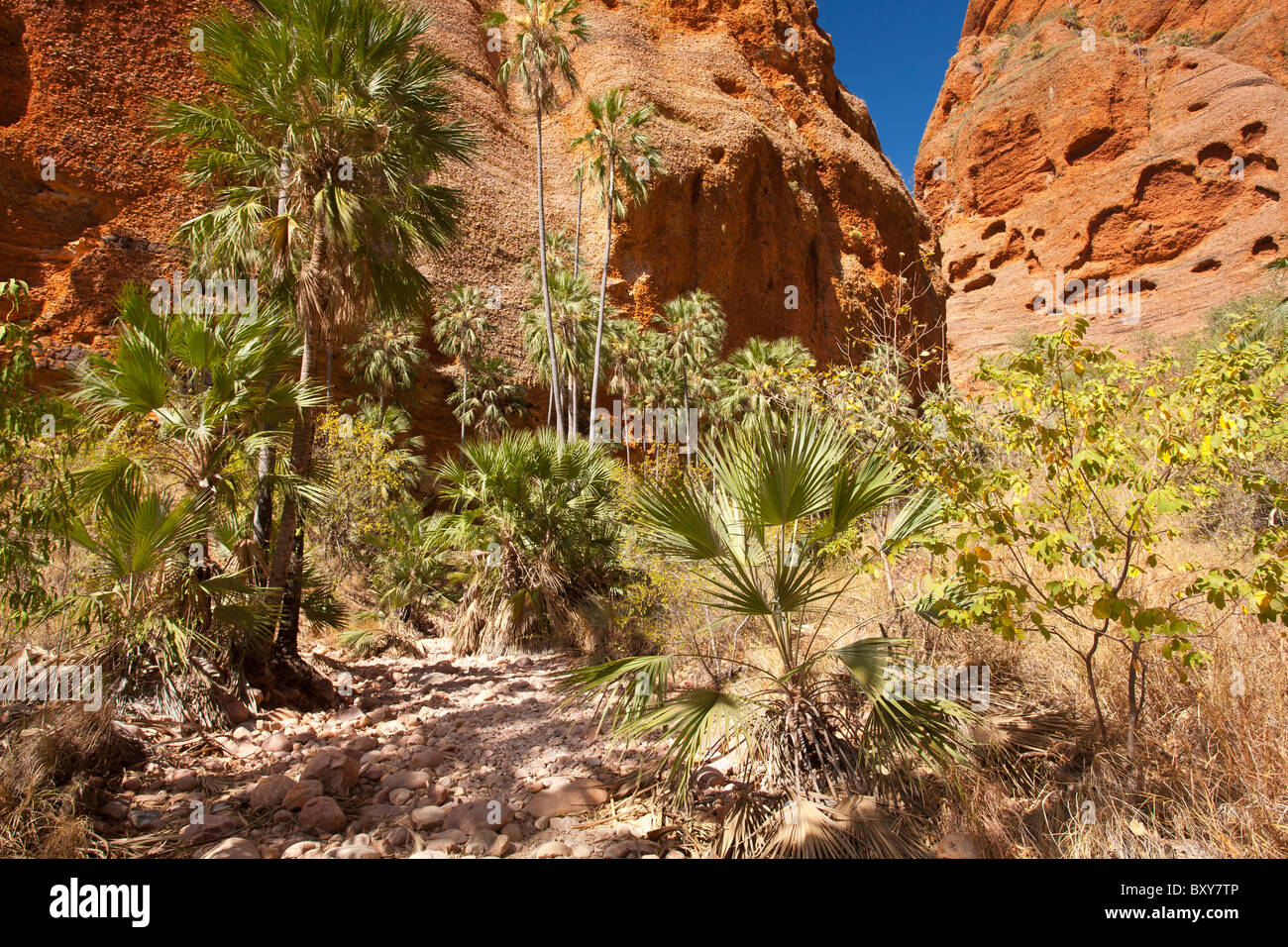 Livistona Palms (Livistona victoriae), Mini Palms Gorge, Bungle Bungles, Purnululu National Park, Kimberley, Western Australia Stock Photo