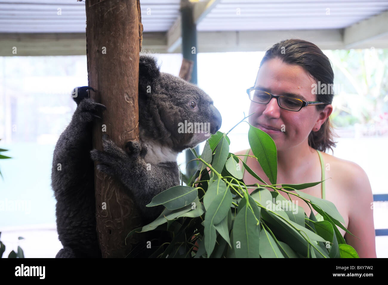 A young woman admiring a koala in an Austalian zoo Stock Photo