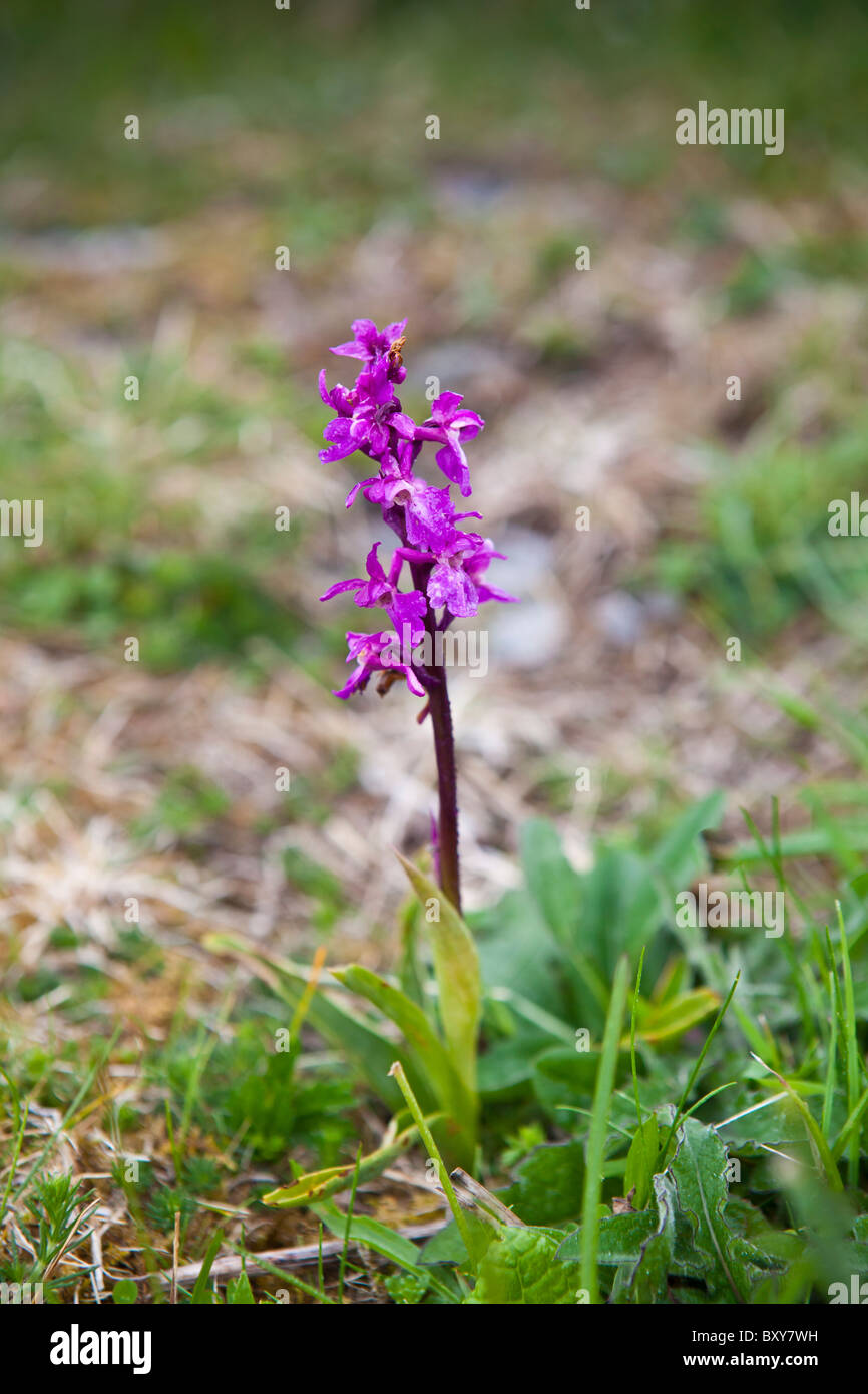 Native wild flora Fragrant Orchid flower, Gymnadenea conopsea, Orchidaceae, The Burren, County Clare, Ireland Stock Photo