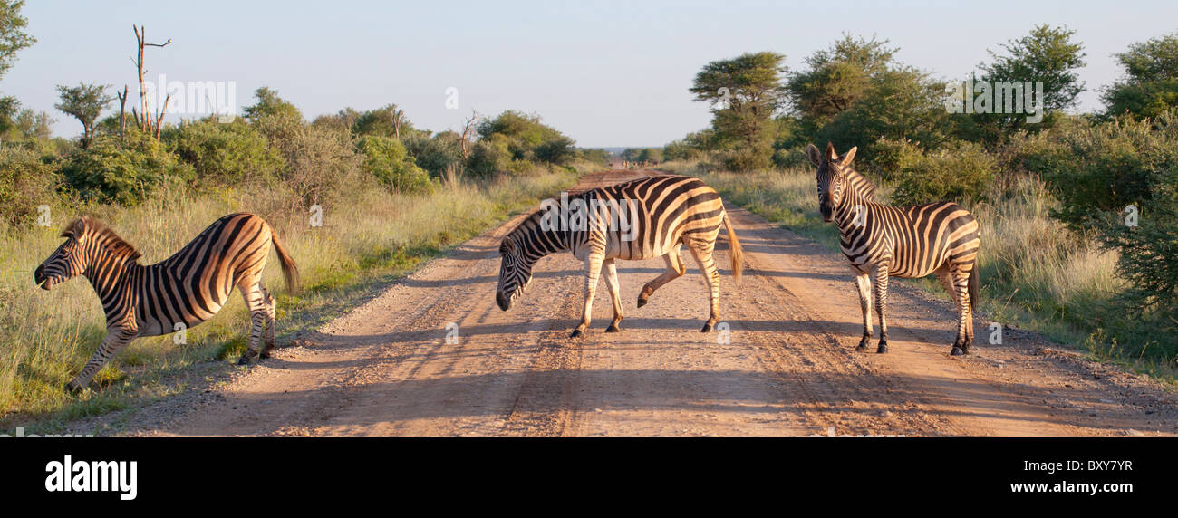 Plains Zebra (Equus quagga) crossing the road at Madikwe, South Africa and reminiscent of the Beatles Abbey Road album cover Stock Photo