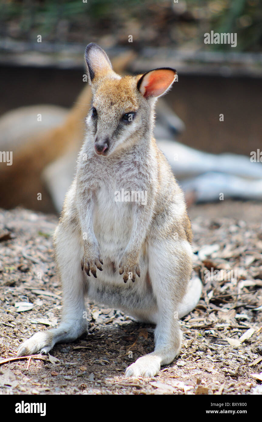 A baby kangaroo Stock Photo