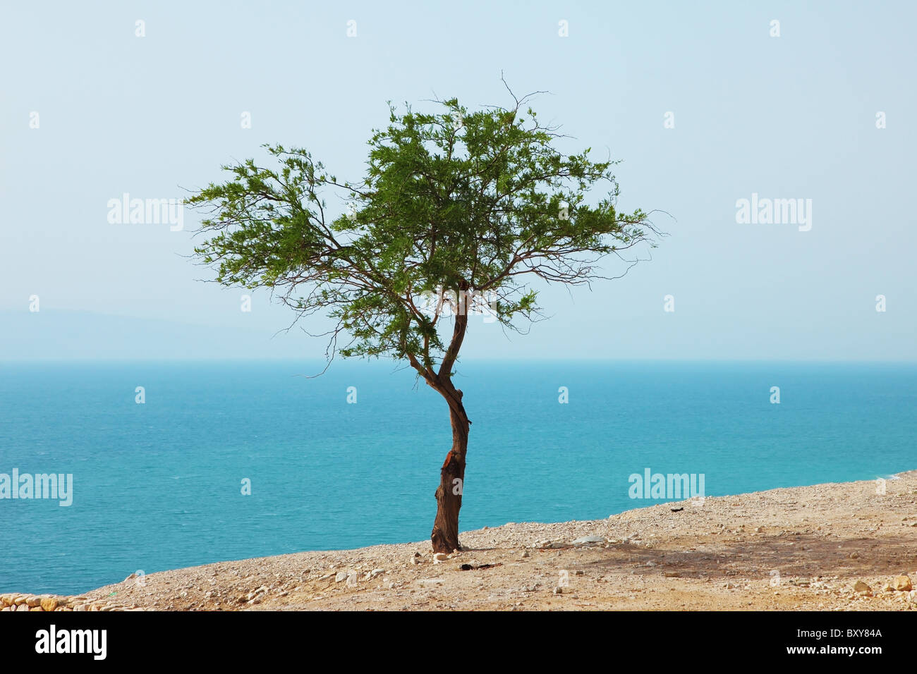 Picturesque tree on dry cliff above the Dead Sea Stock Photo