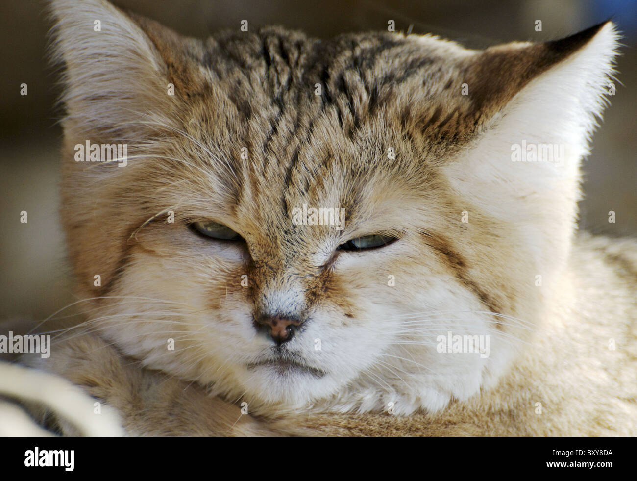 Male Arabian sand cat (headshot Stock Photo Alamy