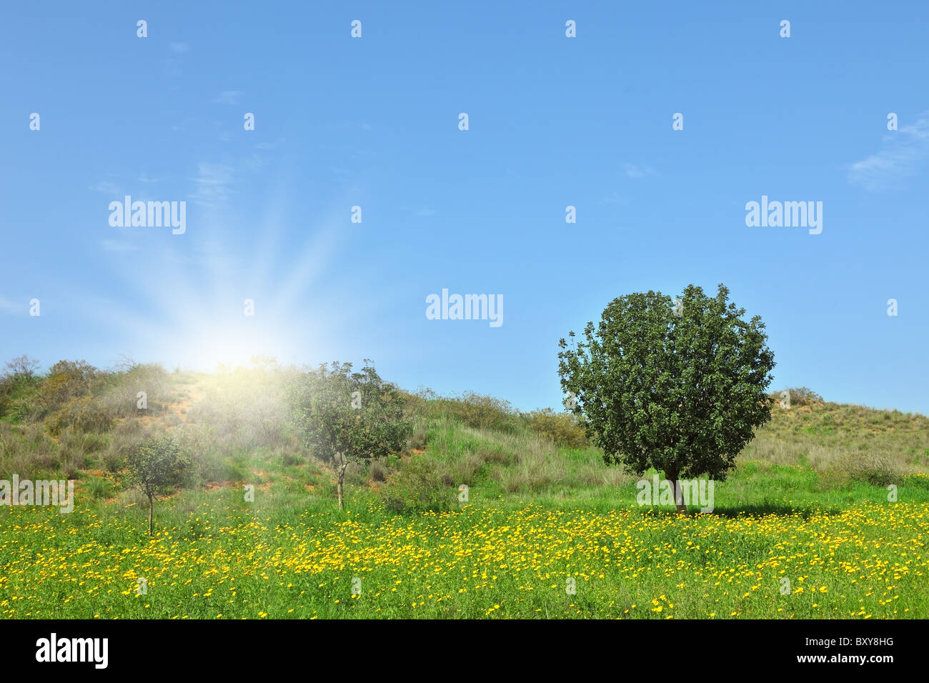 Early spring in fields in southern Israel. Bright sunshine, green grass, blooming daisies and clear air Stock Photo