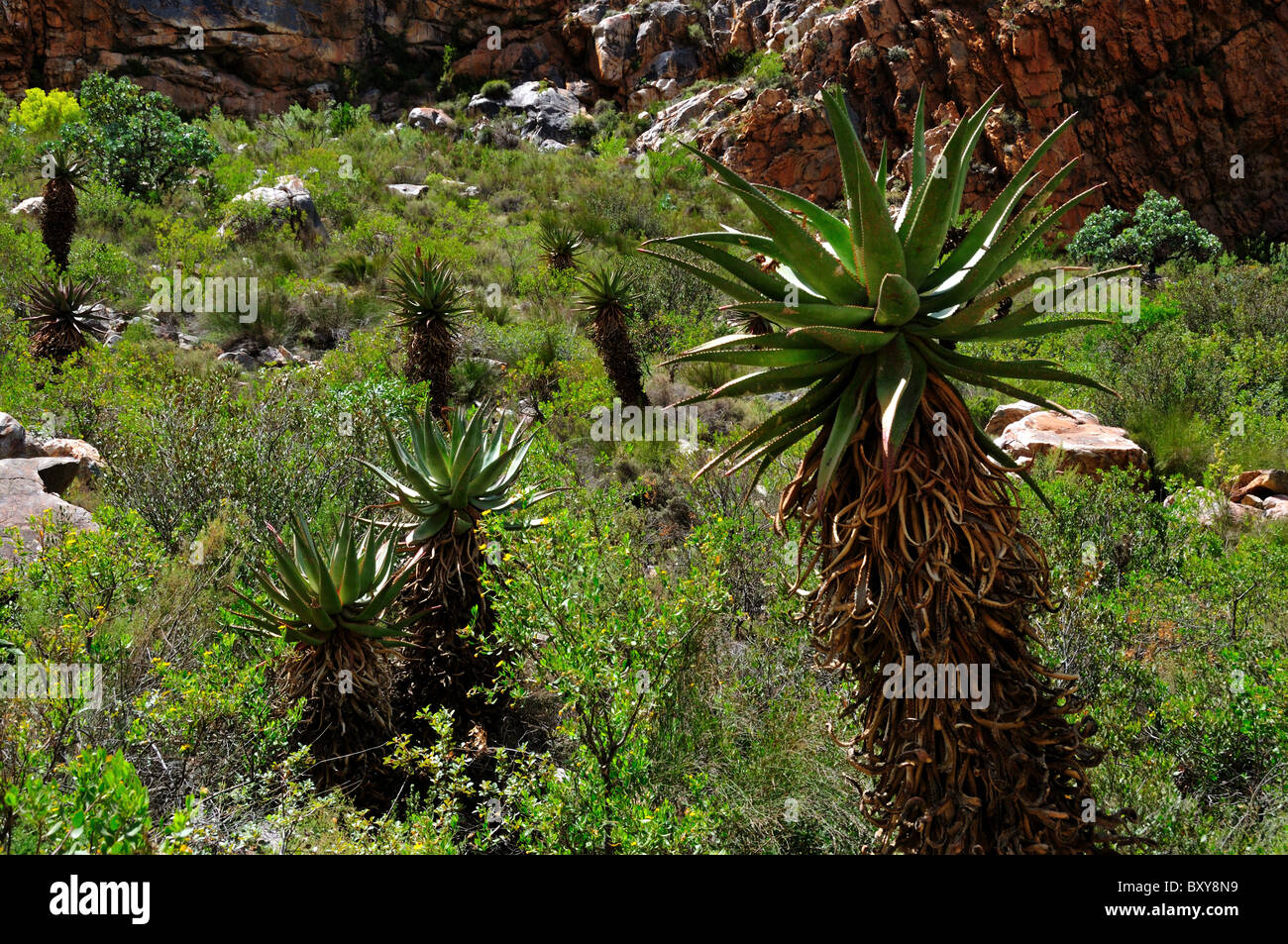 Aloe plants. South Africa. Stock Photo