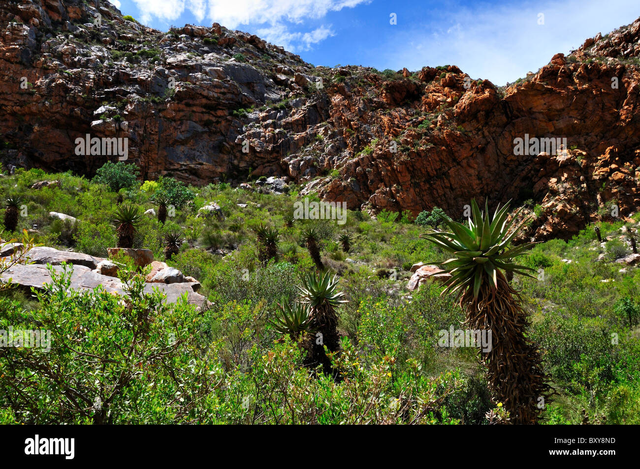 Lush green vegetations. South Africa. Stock Photo