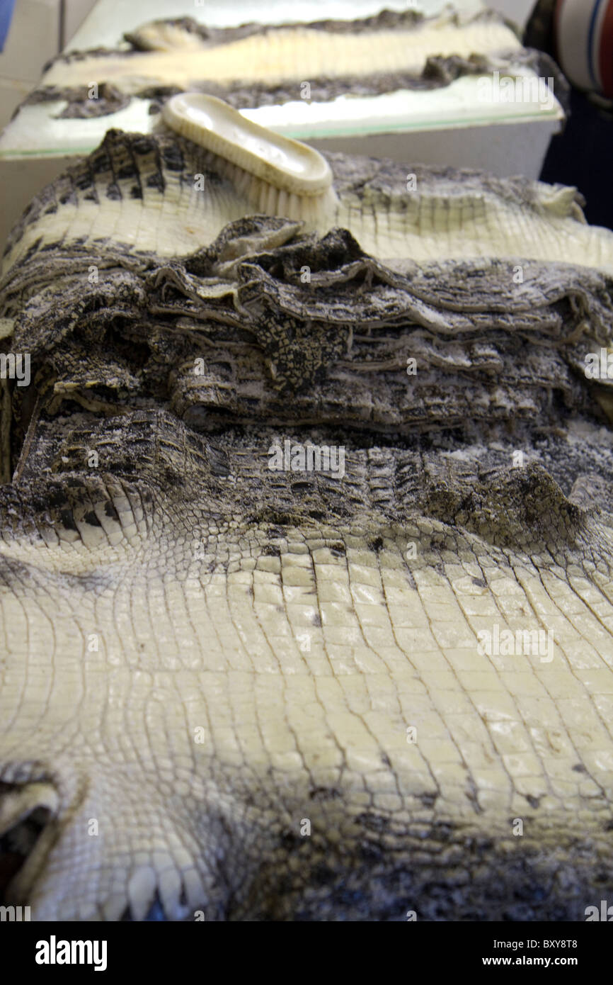 Crocodile skins hires stock photography and images Alamy
