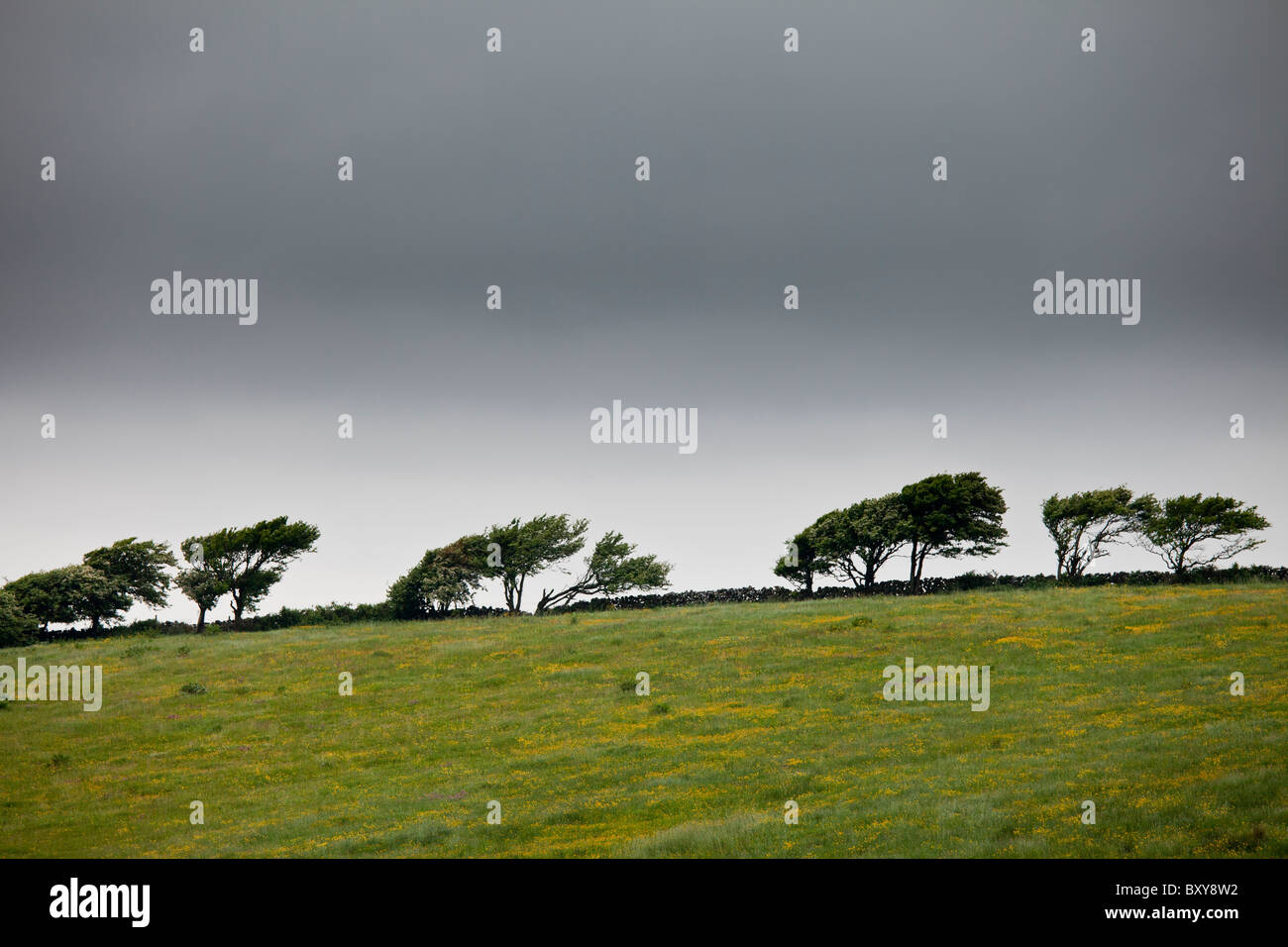 Windswept trees in barren landscape in The Burren, County Clare, West of Ireland Stock Photo