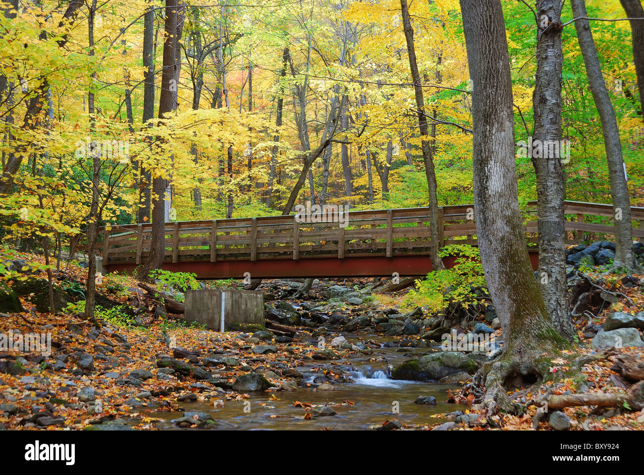 Autumn forest with wood bridge over creek in yellow maple forest with trees and colorful foliage. Stock Photo