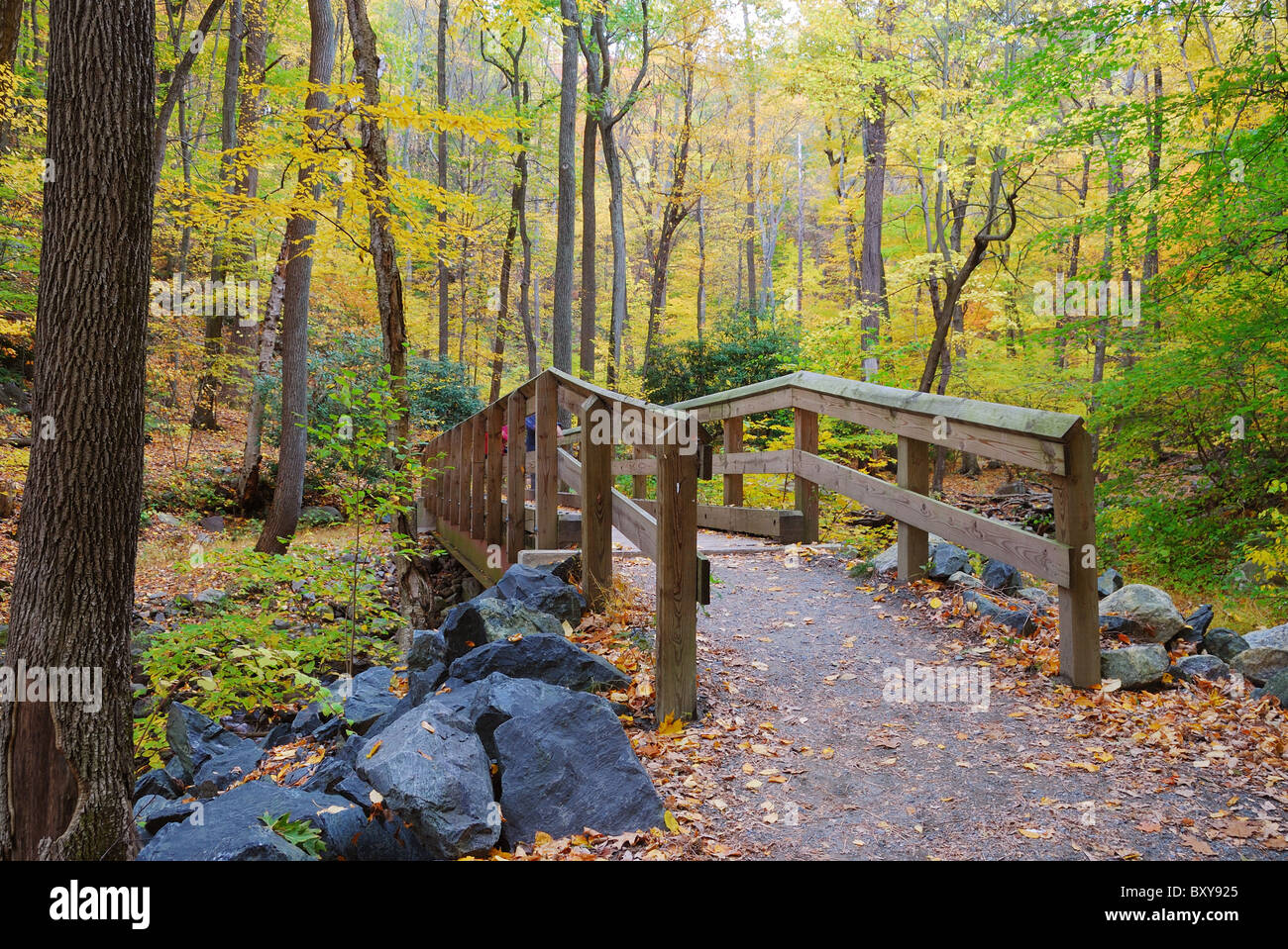 Autumn forest with wood bridge over creek in yellow maple forest with trees and colorful foliage. Stock Photo