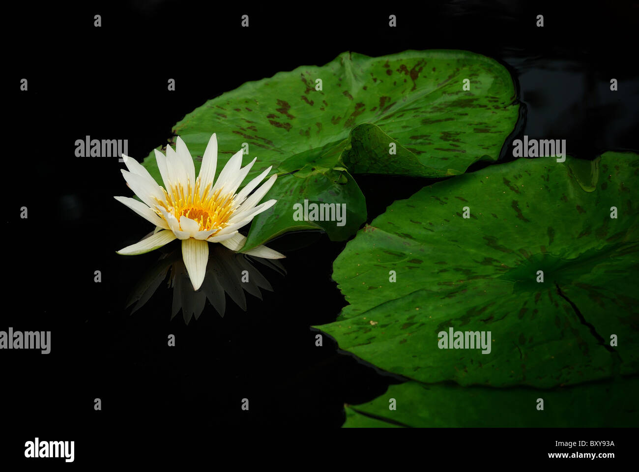 Water lily closeup in water with lovely color and green leaves Stock ...